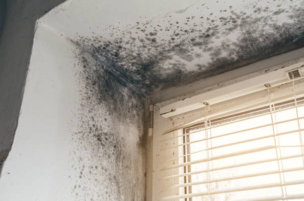 Affordable Attic Mold Removal solutions in Westville, IL