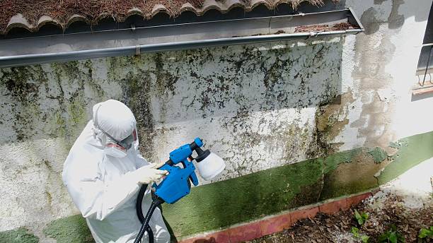 Top rated local Attic Mold Removal specialists in Westville, IL